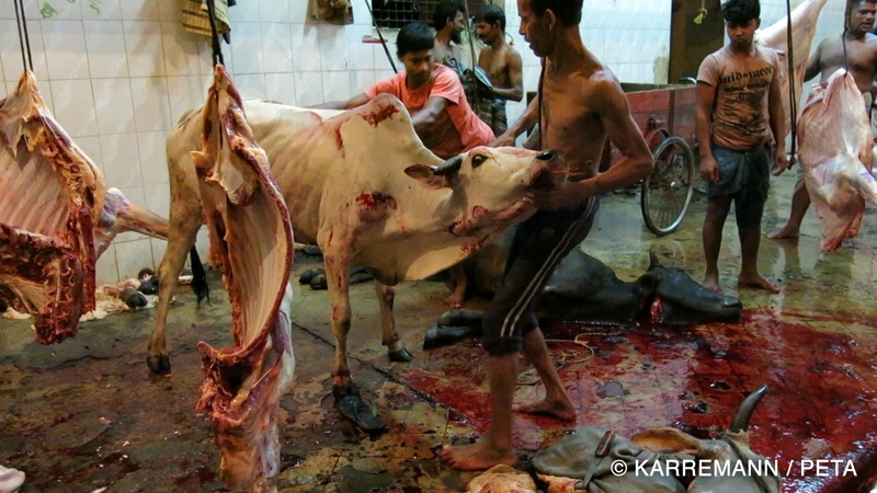Horrific Slaughterhouse Footage: Cattle’s Heads Smashed In With Sledgehammers | Blog | PETA Latino