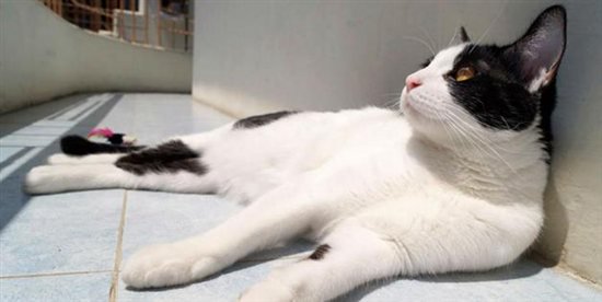 PETA apoya gato que quiere ser alcalde en México | Blog | PETA Latino
