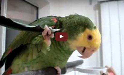 Was dieser Papagei mit einer Feder anstellt ist fast schon menschlich | EIN HERZ FÜR TIERE Magazin