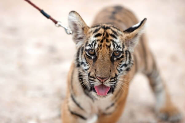 Noticia de último momento: Tigres en cautiverio reciben nuevas protecciones federales | Blog | PETA Latino