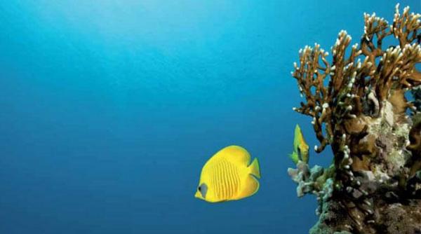 ¿Cuántas especies viven en los océanos? - EcologíaVerde