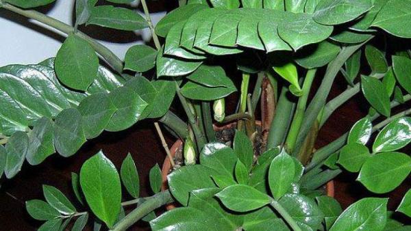 Cuidados de la planta filodendro - EcologíaVerde