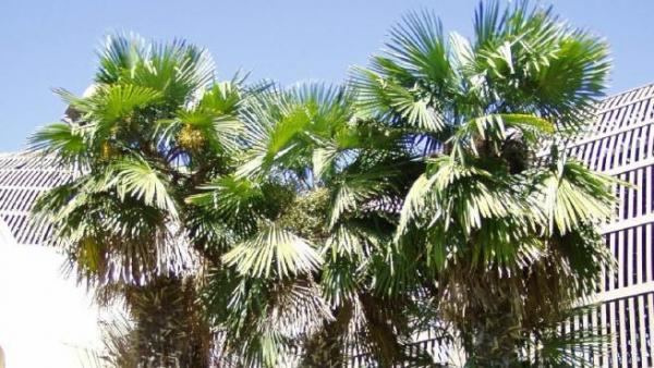 Cuidados de la palmera excelsa - EcologíaVerde