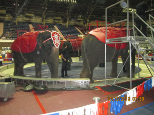 5 Circuses That Need to Follow Ringling and Get Rid of Elephant Acts Now | Blog | PETA Latino
