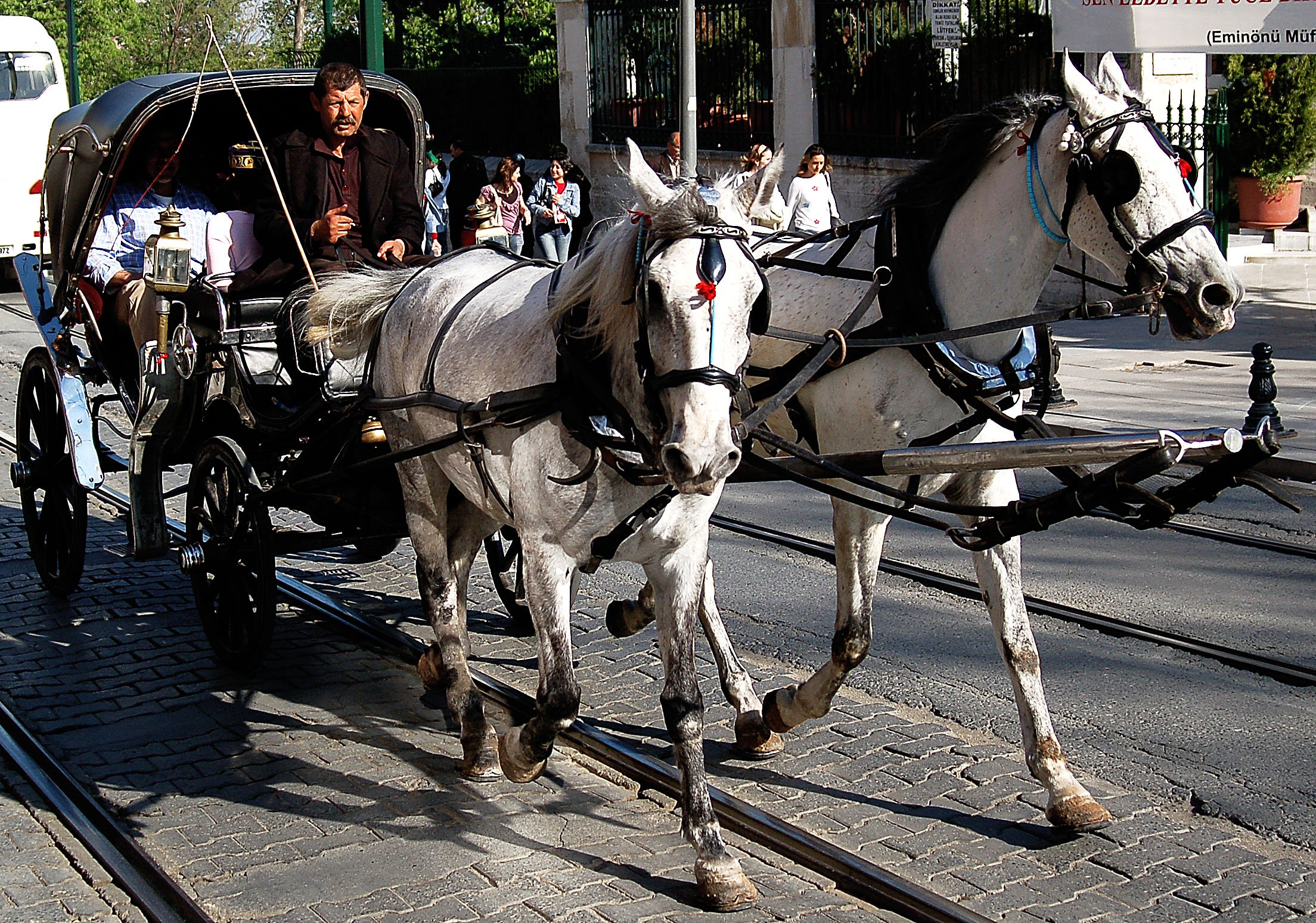 10 Reasons Why Taking a Horse-Drawn Carriage Ride Is Cruel, Not Romantic | Blog | PETA Latino