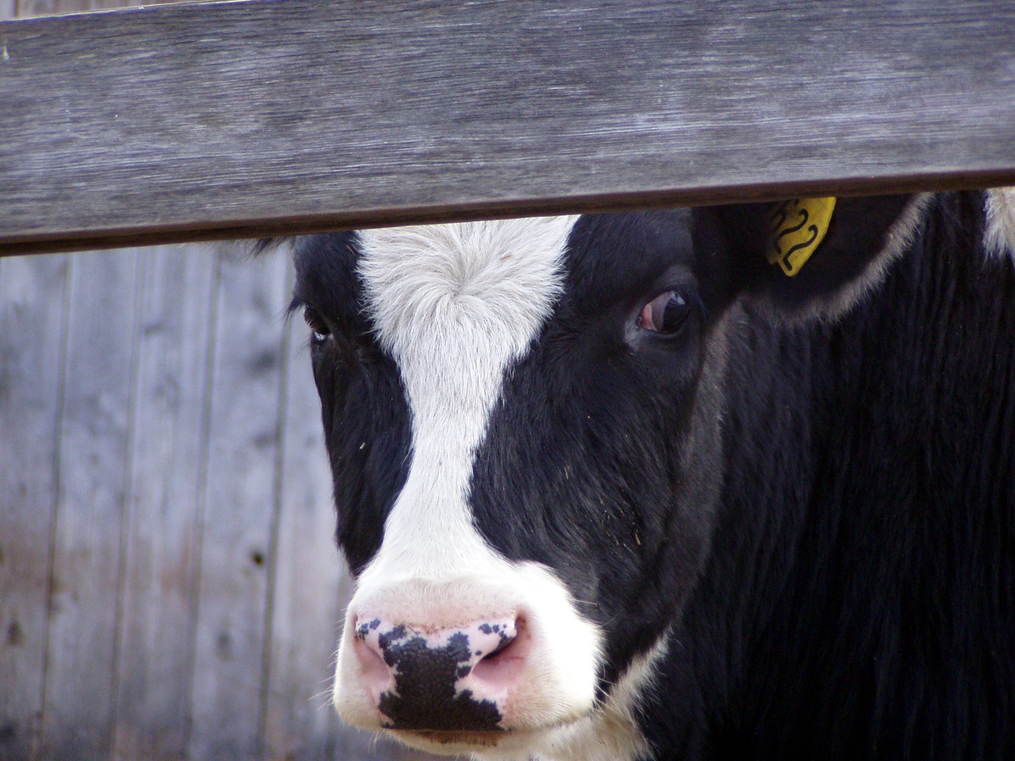 10 Things We Wish Everyone Knew About the Meat and Dairy Industries | Blog | PETA Latino