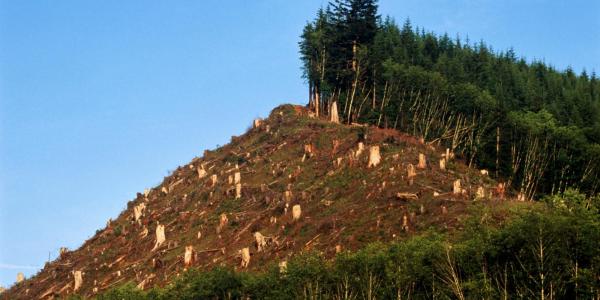 La evolución de la deforestación en los últimos siglos - EcologíaVerde