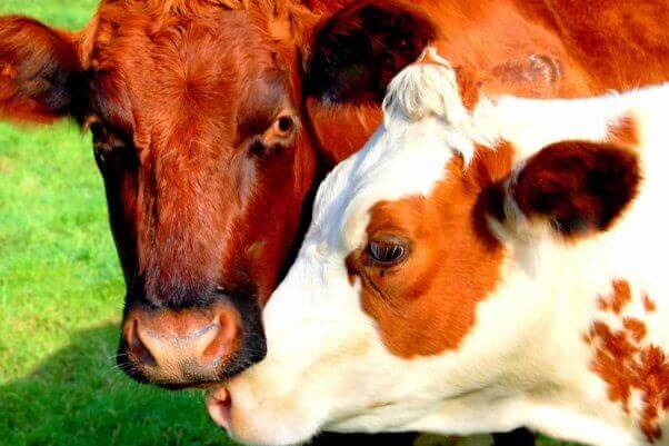 Si comes una hamburguesa, comes el corazón de una vaca, literalmente | Blog | PETA Latino