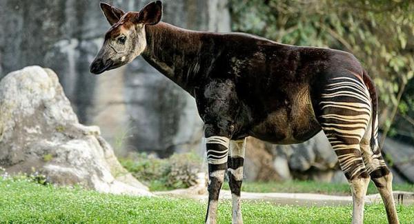 El okapi, especie amenazada - EcologíaVerde
