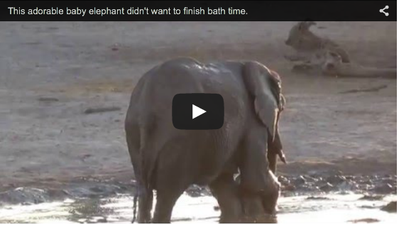 Dieser Baby-Elefant liebt es im Schlamm zu baden und bekommt einfach nicht genug davon | EIN HERZ FÜR TIERE Magazin