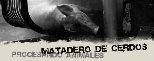 Muerte de los cerdos | Granjas de Esclavos