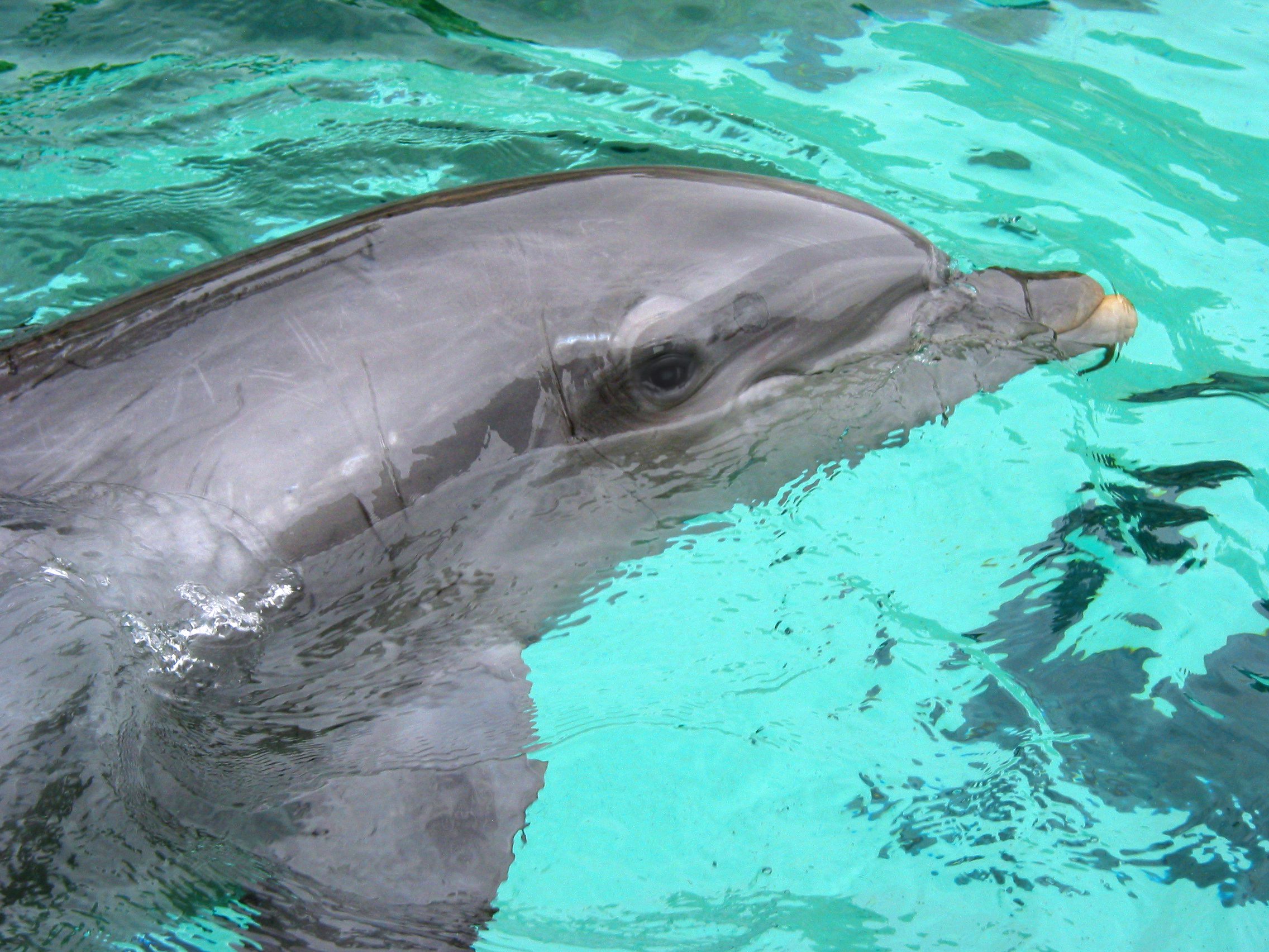 Why Is This Dolphin Forced to Live Alone? | Blog | PETA Latino