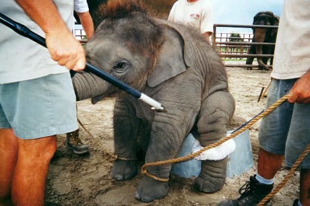 Elephant Kenny Was Still a Baby When He Died at Ringling | Blog | PETA Latino