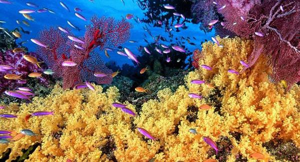 ¿Qué es un ecosistema acuático? - EcologíaVerde