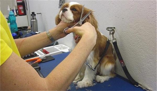 Mascotas que pierden la vida en peluquerías para perros - EcologíaVerde