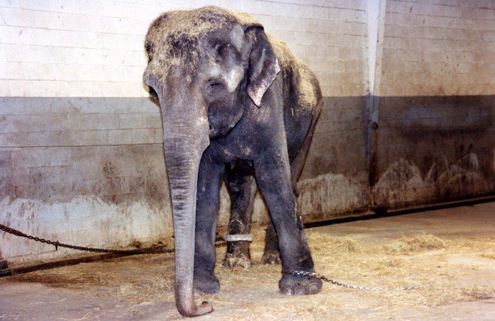 Update: Animal Trainer Who Starved Elephant Denied Another Exhibitor License | Blog | PETA Latino
