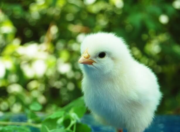 10 razones para no comer pollo | Blog | PETA Latino