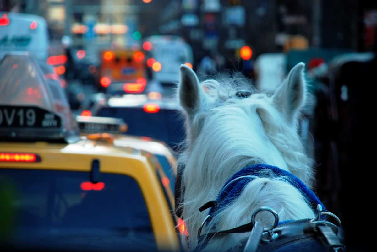 Pedestrians Panic as Escaped Horse Runs Through New York Traffic | Blog | PETA Latino