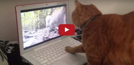 Katze beobachtet Eichhörnchen auf Computer | EIN HERZ FÜR TIERE Magazin