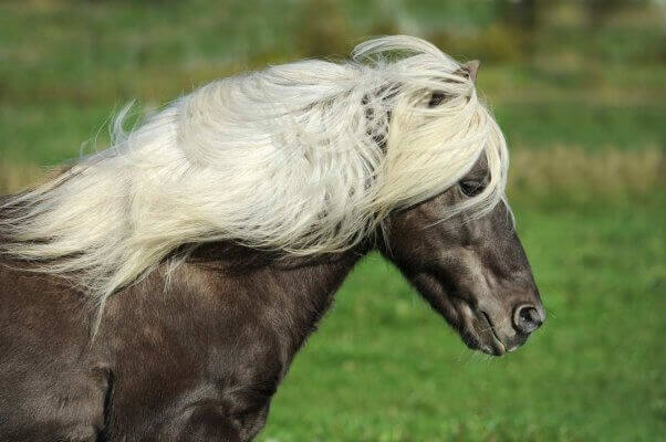 Dead Ponies From a Dutch Amusement Park Are Being Sold as Burgers | Blog | PETA Latino