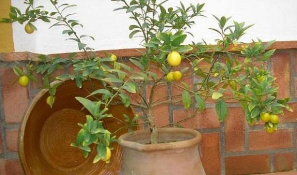 Cultivar un limonero enano - EcologíaVerde