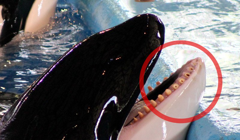 No es agradable lo que nuestra veterinaria vio en el SeaWorld de Orlando | Blog | PETA Latino