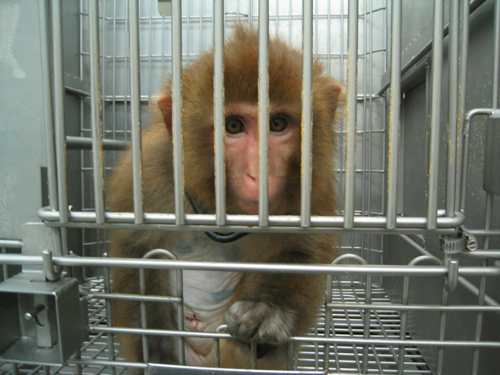 ¿Cómo llegan los monos a los laboratorios? Mira las inquietantes fotos | Blog | PETA Latino