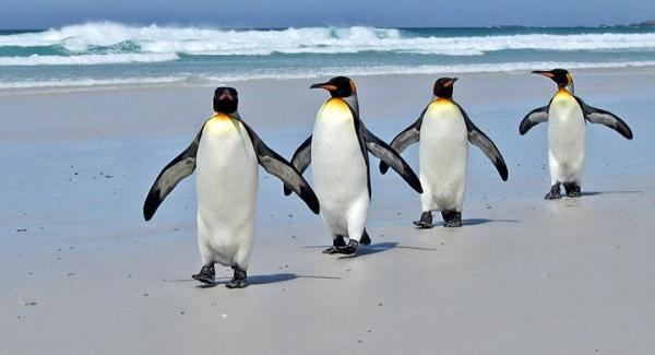 La población de pingüinos en peligro - EcologíaVerde