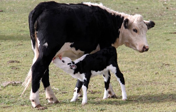 11 Reasons to Stop Drinking Cow’s Milk | Blog | PETA Latino