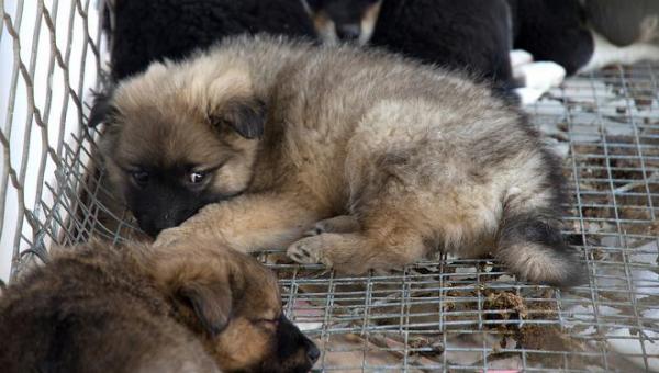 Maltrato animal en China para comer perro - EcologíaVerde