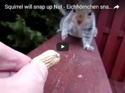 Eichhörnchen schnappt sich Nuss | EIN HERZ FÜR TIERE Magazin