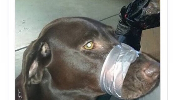 La impactante fotografía de un perro con la boca amarrada con cinta adhesiva provoca la acción de PETA | Blog | PETA Latino