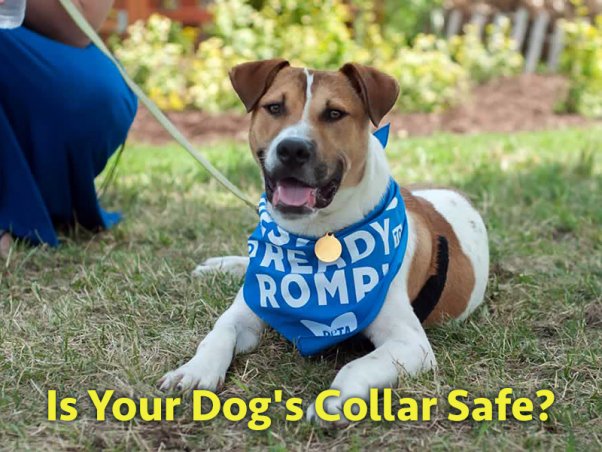 Is Your Dog's Collar Dangerous? | Blog | PETA Latino