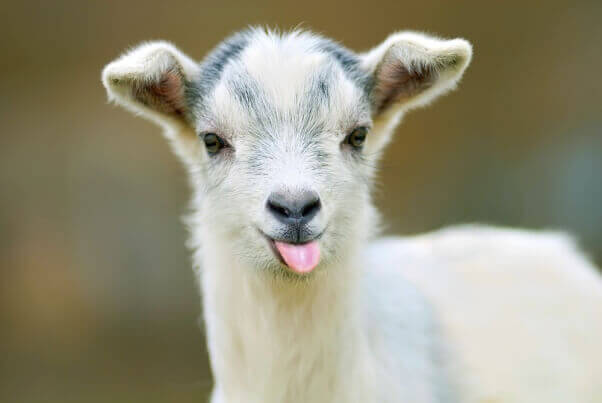 13 Reasons Never to Drink Goat’s Milk | Blog | PETA Latino