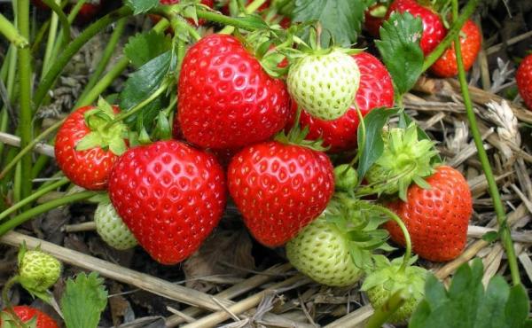 Consejos para cultivar fresas en macetas - EcologíaVerde