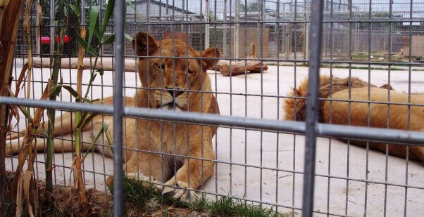 Autoridades de zoológico les dispararon a dos leones, según los reportes, después de que hombre desnudo saltó dentro de la jaula | Blog | PETA Latino