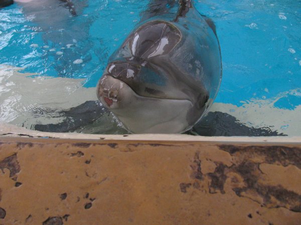 Animal Groups Join Forces to Shut Down Quintana Roo's Dolphin Shows | Blog | PETA Latino