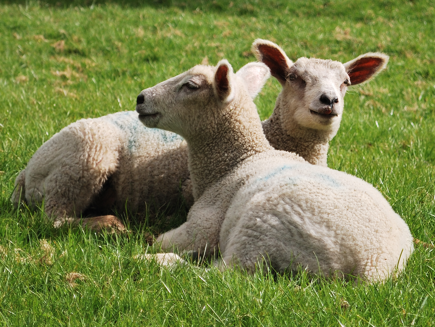 What's Wrong With Wool? | Blog | PETA Latino