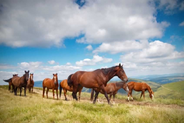 ‘Prized’ Horse Stolen From Barn, Butchered | Blog | PETA Latino