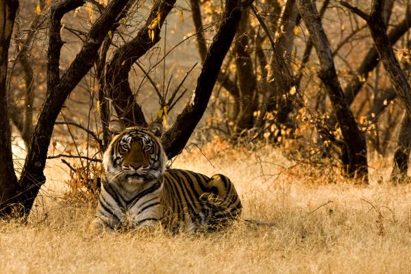 El tigre de Bengala en peligro de extinción - EcologíaVerde