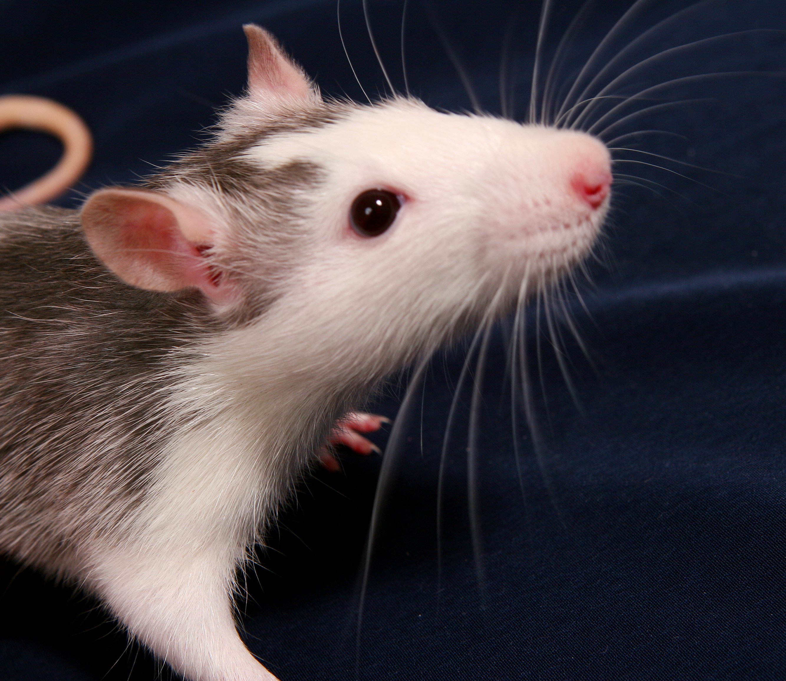 Boy's Death Should Be the End of Petco's Rodent Sales | Blog | PETA Latino