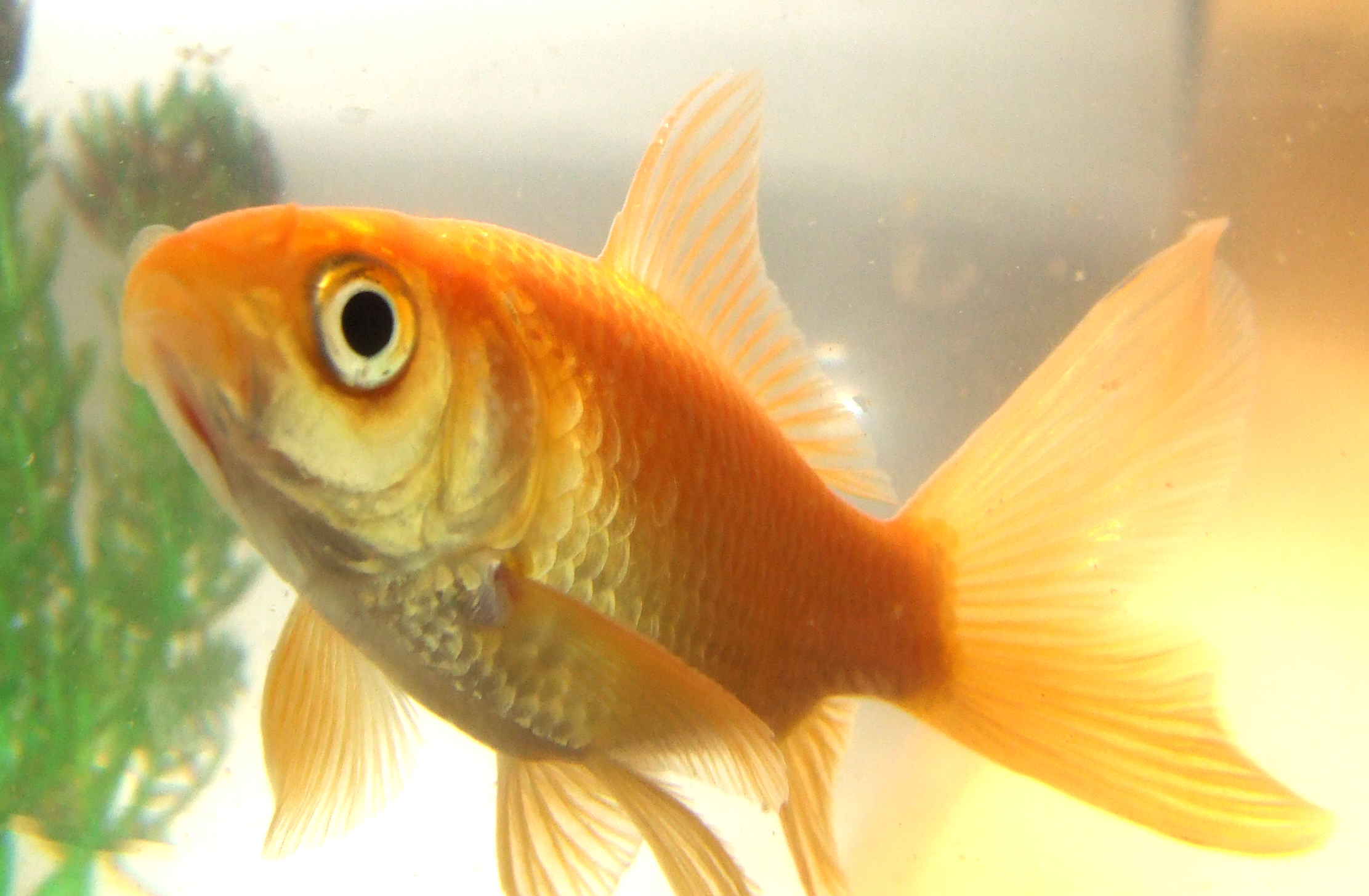 9 Reasons Why Fish Are Really Sad ‘Pets’ | Blog | PETA Latino