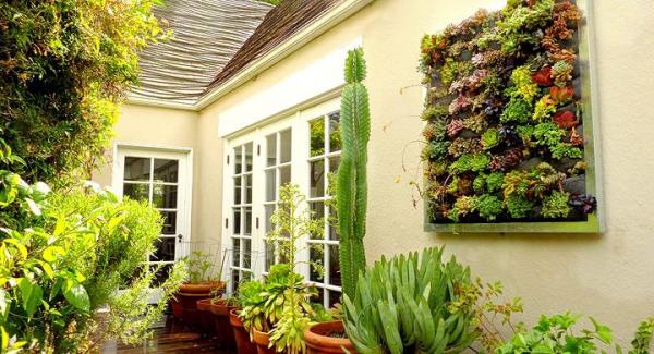 Plantas recomendadas para tu jardín vertical - EcologíaVerde