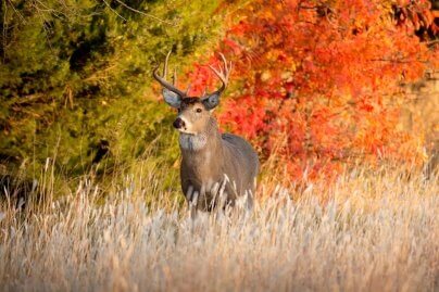 Poachers Who Swam After and Stabbed Deer Reveal What Hunting Really Is | Blog | PETA Latino