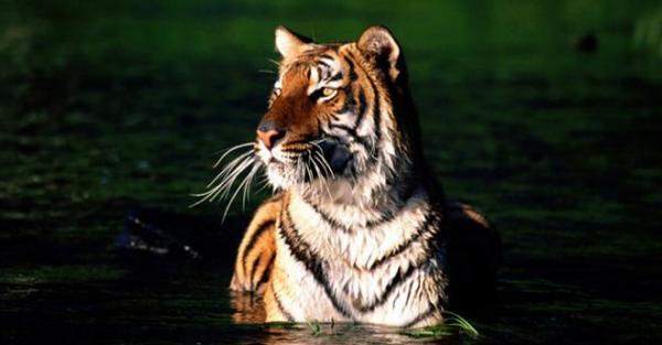 Más protección para el tigre de Bengala - EcologíaVerde