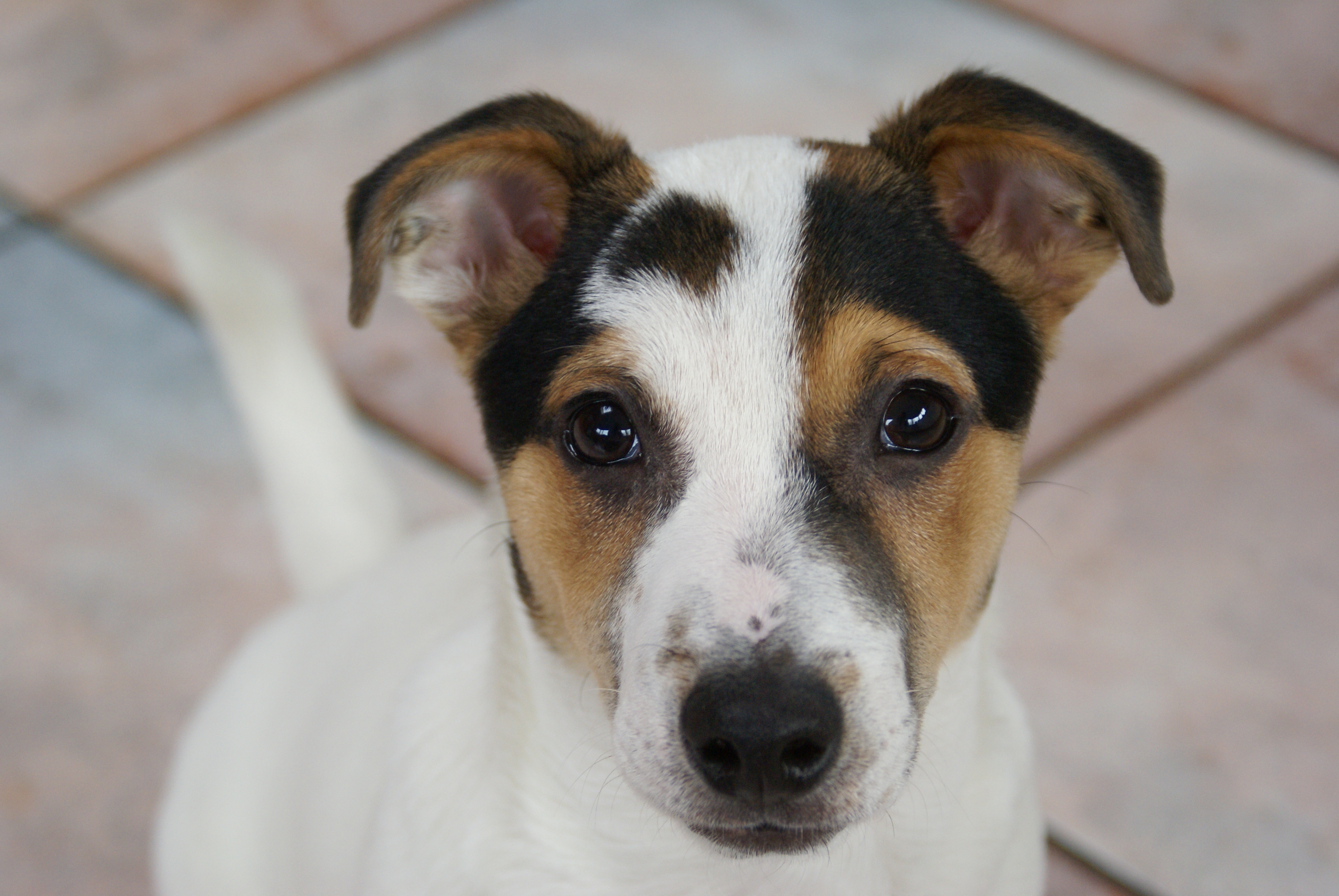8 Reasons to Adopt—Not Buy—Dogs | Blog | PETA Latino