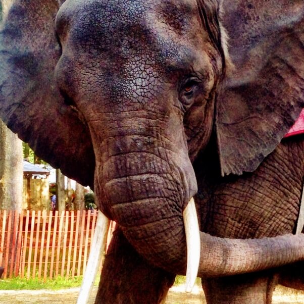 Celebra con nosotros: Elefante que ha sufrido durante años, ¡finalmente recibirá cuidados! | Blog | PETA Latino