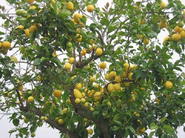 Cultivo y mantenimiento del limonero - EcologíaVerde