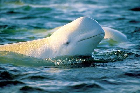 Las ballenas beluga en peligro de extinción - EcologíaVerde