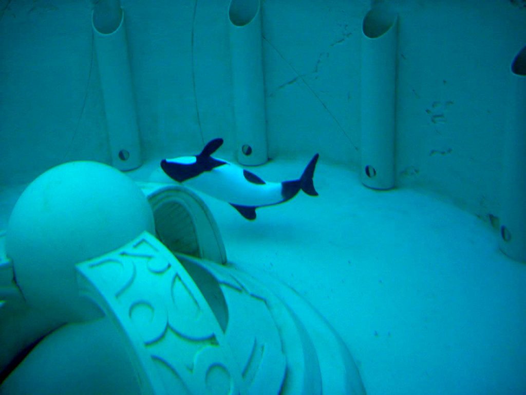 Why Was Betsy Put in a Small Tank in the Back of SeaWorld Orlando? | Blog | PETA Latino